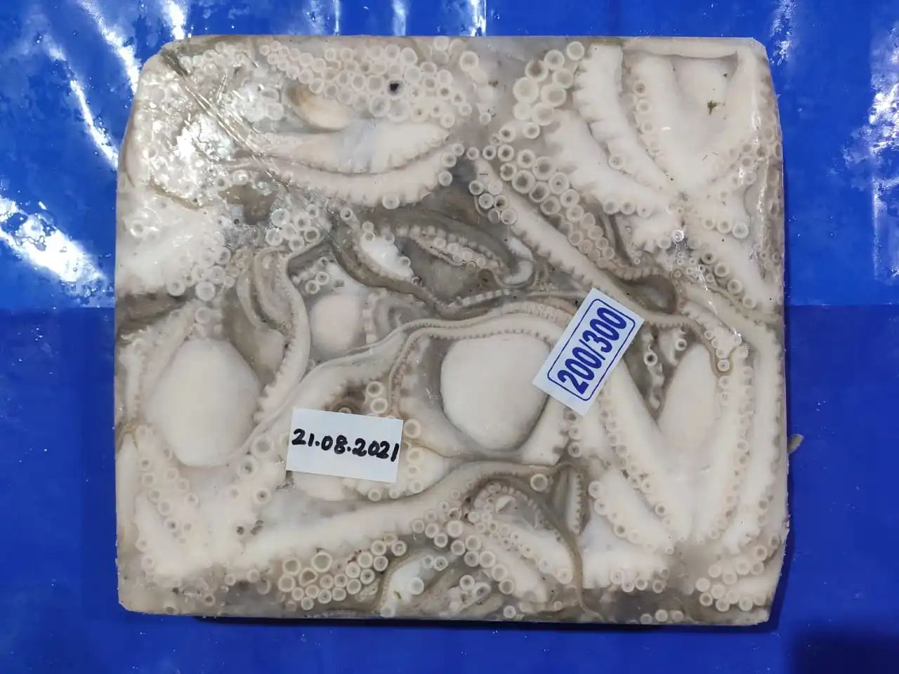 Frozen Baby Octopus whole block frozen from India