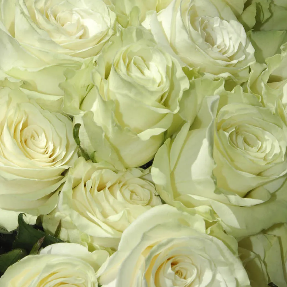 Эквадорская Роза, натуральные свежие цветы, длинные стебли, разрезанные розы для оптовой продажи и свадьбы от Tigma