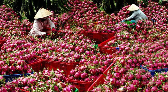 100% Organic High Quality Vietnam( Certificate: HACCP, ISO 22000, VIETGAP,...) - Fresh White Dragon Fruit export best price