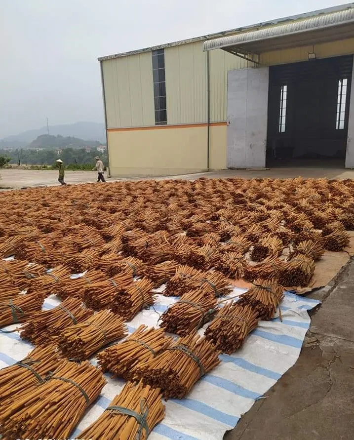 Long Stick Bastard Cinnamon / Canela de Cassia Cinnamon