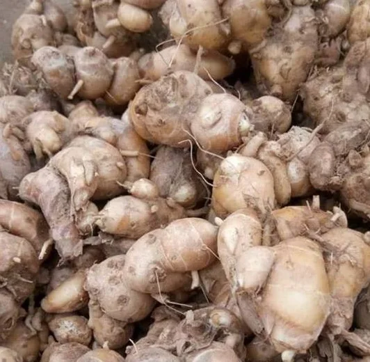 Kaempferia galanga/ Sand Ginger Kencur/ Cutcherry Kencur по конкурентоспособной цене