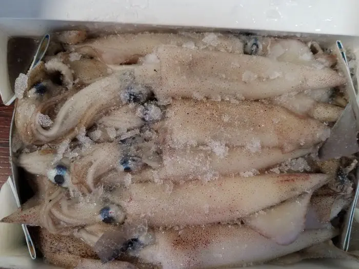 Frozen Seafood California Squid for Sale Good quality block frozen fresh squid cleaned seafood todarodes squid tube U8 U10 froze