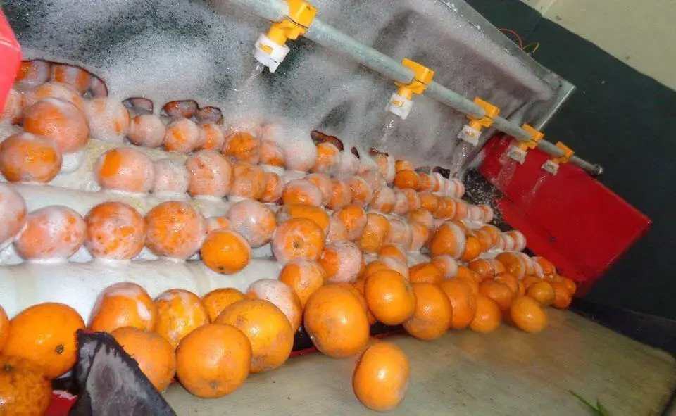 Fresh Mandarin / Fresh Citrus / Fresh Oranges