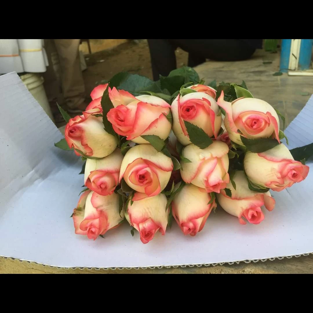 
Revival Roses For Bridal And Boquet Decoration 