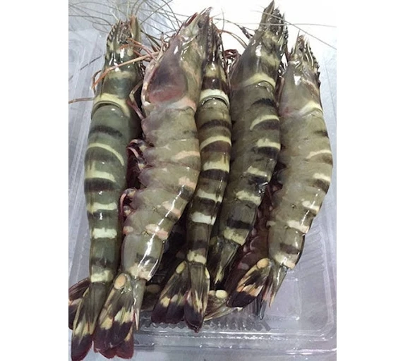 Top Rated Seafood Exporter High Quality Giant Frozen Fresh Black Tiger Shrimp HOSO Fast Delivery