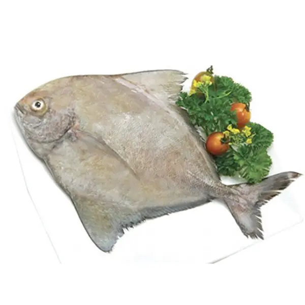 The Best Seller Frozen Black Pomfret Made In Viet Nam with Best Price (ThaiLien company, Ms Fiona +84908794118)