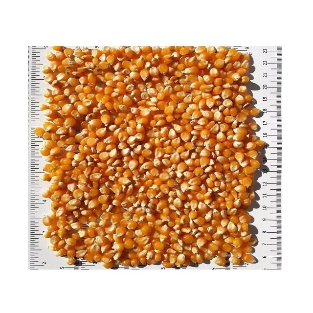 Rich in high quality Pure natural Bags Organic Sweet Dry Baby Corn Yellow Maize