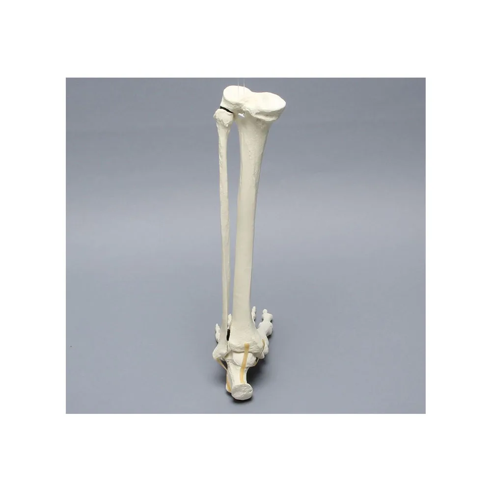 
Sawbones Foot and Ankle, Foam Cortical, Left Human Foot & Ankle Joints Human Anatomy 