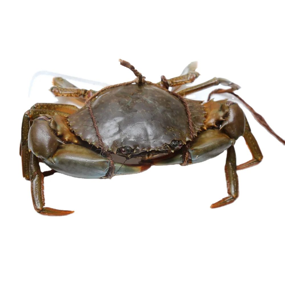 Hot Sale Live stoneCrabs Blue Frozen KOSHER Style Packaging Weight Shelf Origin Type Life Variety Product Place Model Carton GMP