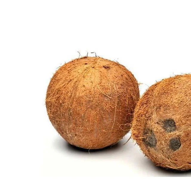 Delicious Nutritious & Organic semi husked coconut buyers and suppliers manufacturers traders from india