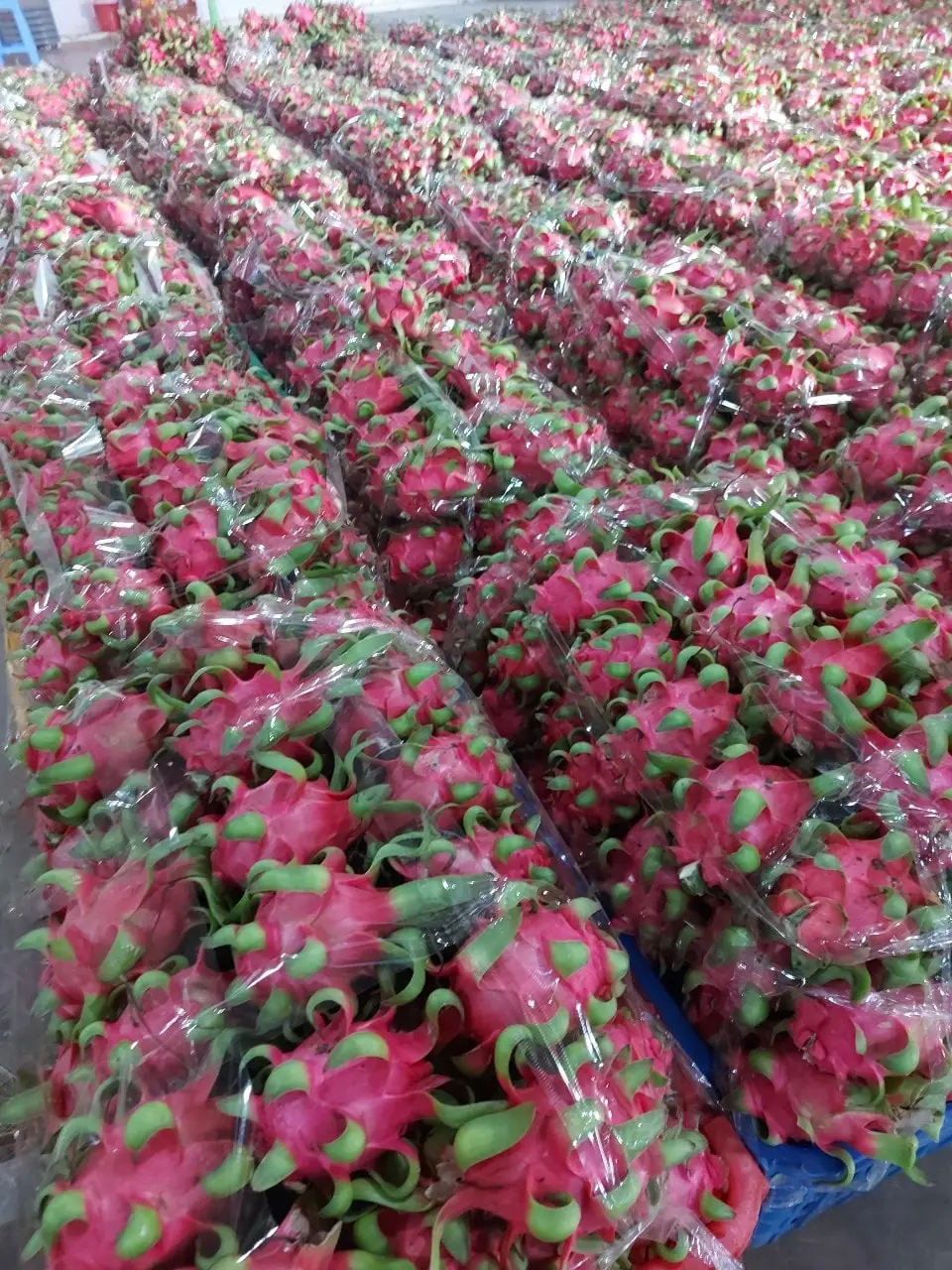 Red/White Dragon Fruit High Quality 80%-90% Maturity Made In Vietnam Tropical Food 100%