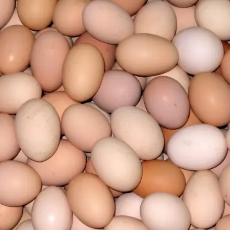 
Chicken eggs direct from poultry 
