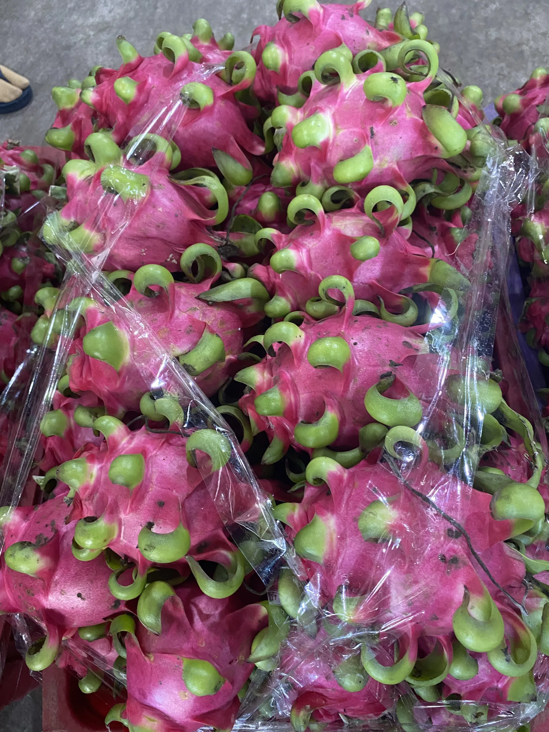 Вьетнамский Свежий фрукт красного дракона/поставщик органических фруктов дракона