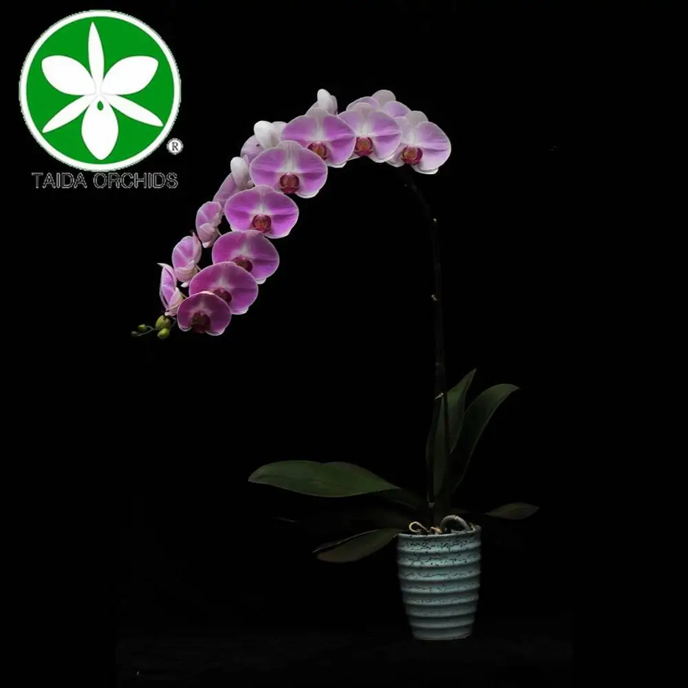 
phalaenopsis orchidee flower for wholesale buyers 