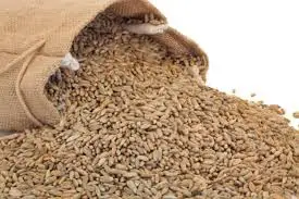 
Premium quality Rye grains for sale 