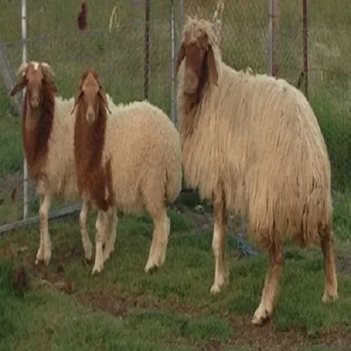 Pregnant Dorper sheep live