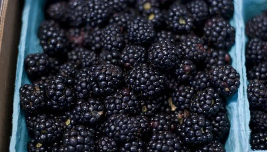 
Fresh Blackberries 