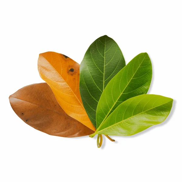 best animal feed grade jackfruit leaves for sale