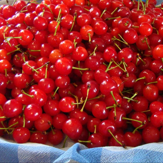 Fresh Cherries6.jpg