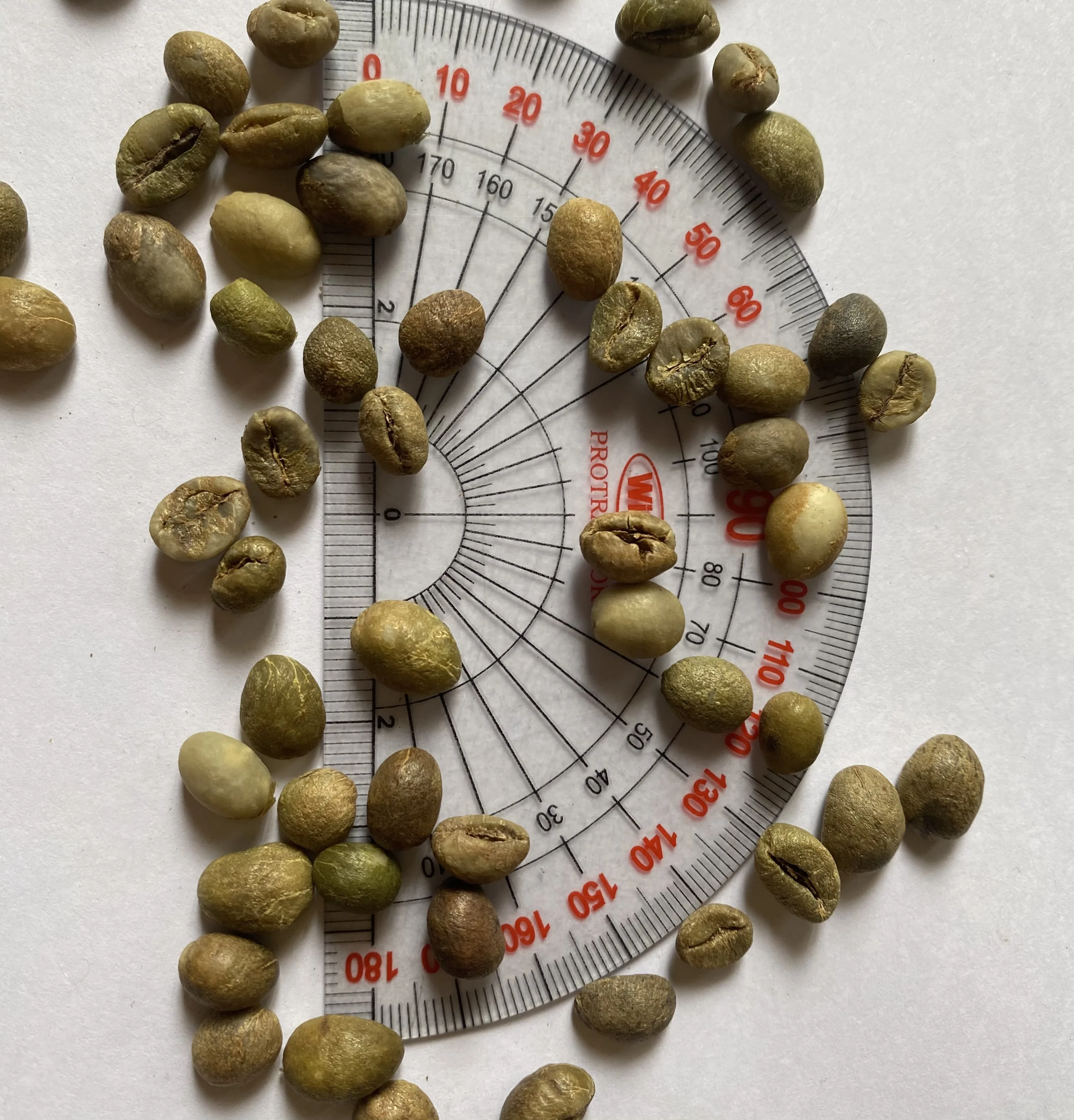 High quality Robusta green coffee beans