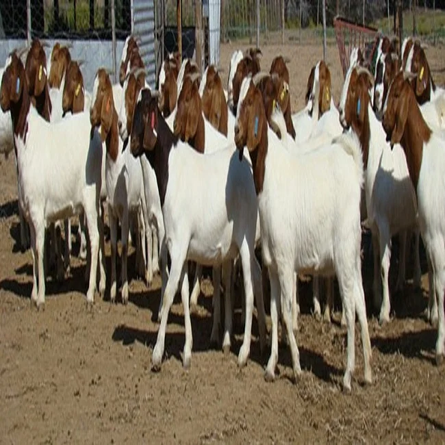 
High Quality Full Blood Boer Goats For Sale 