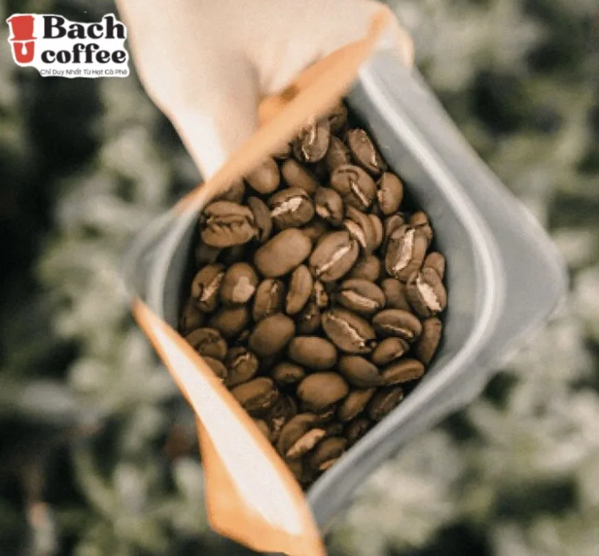 Жареные кофейные зерна-100% чистый КОФЕ Robusta Выращенный в хорошем туоте-Ручная Чистка-ручное обжаривание