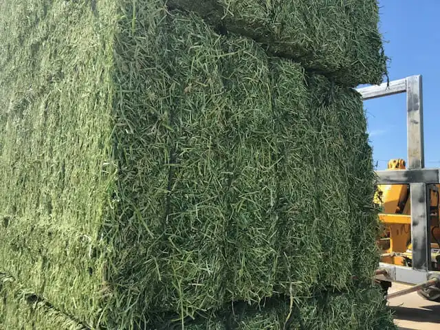 Alfalfa Hay Special Prices ONLY for Gulf Region and Arab Countries