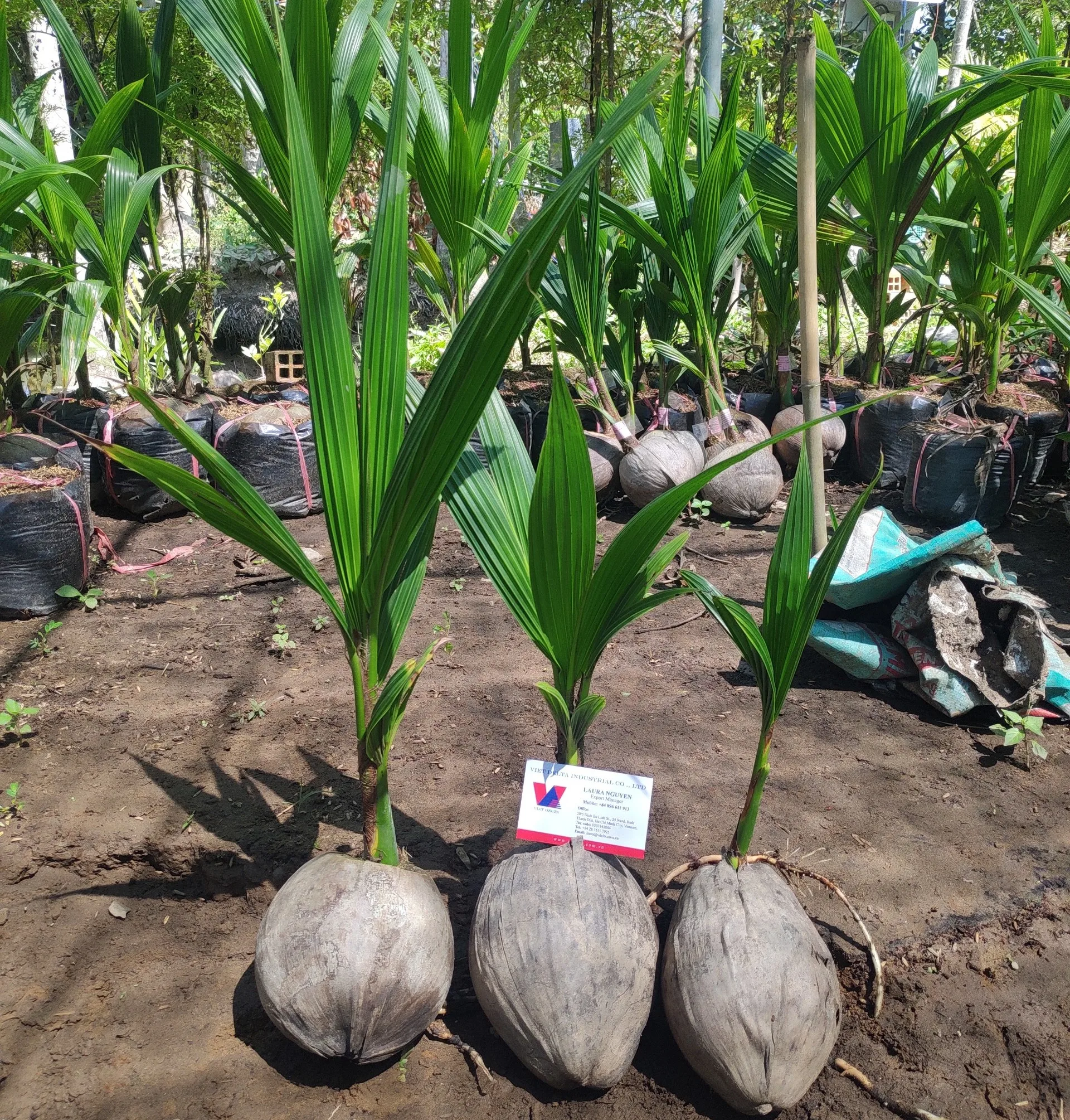Кокосовое рассады/кокосовое дерево/молодое кокосовое растение вьетнамская Дельта (MS LAURA + 84 896611913)