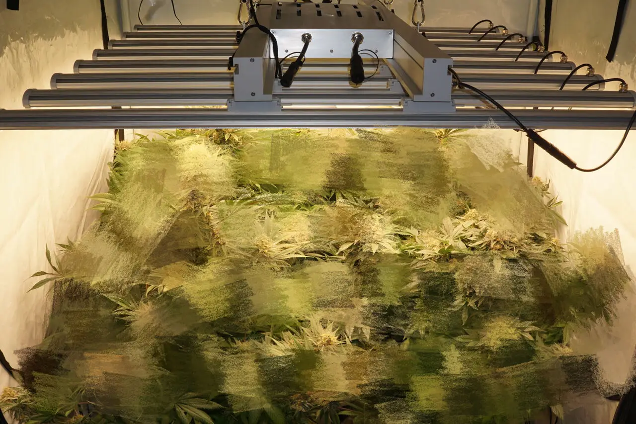 Светодиодный светильник полного спектра для выращивания растений 1000 Вт светодиодное освещение садоводства системы гидропоники