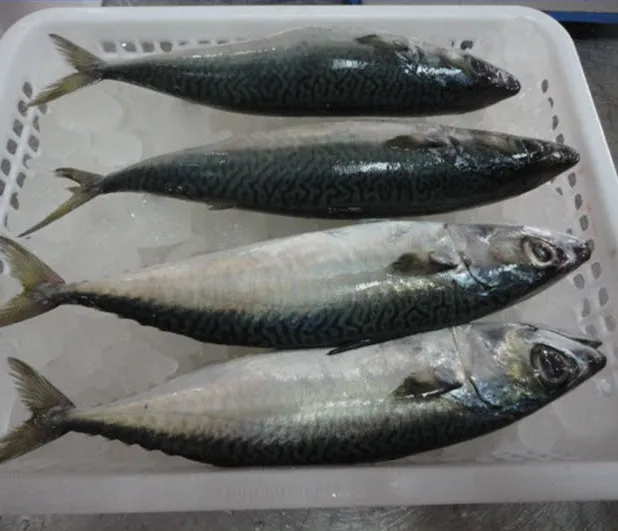 FROZEN BARRACUDA1.jpg