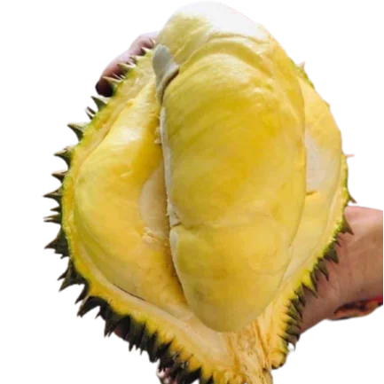 Вьетнам Лидер продаж свежие тропические фрукты MONTHONG DURIAN Лучшая цена большое количество мисс Триш + 84 984 696 874