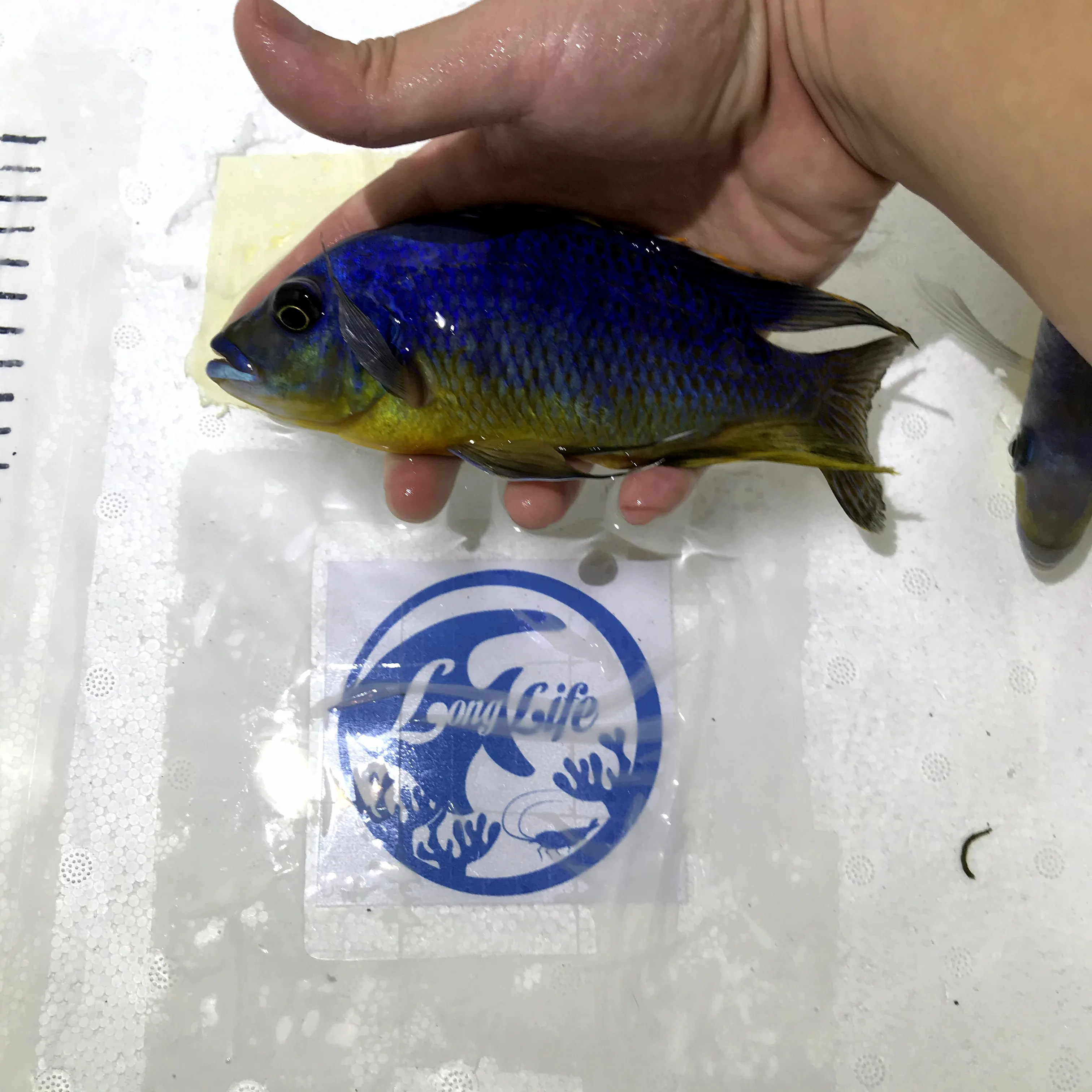 
Farm bred Protomelas ornatus African Malawi Cichlids For sale 