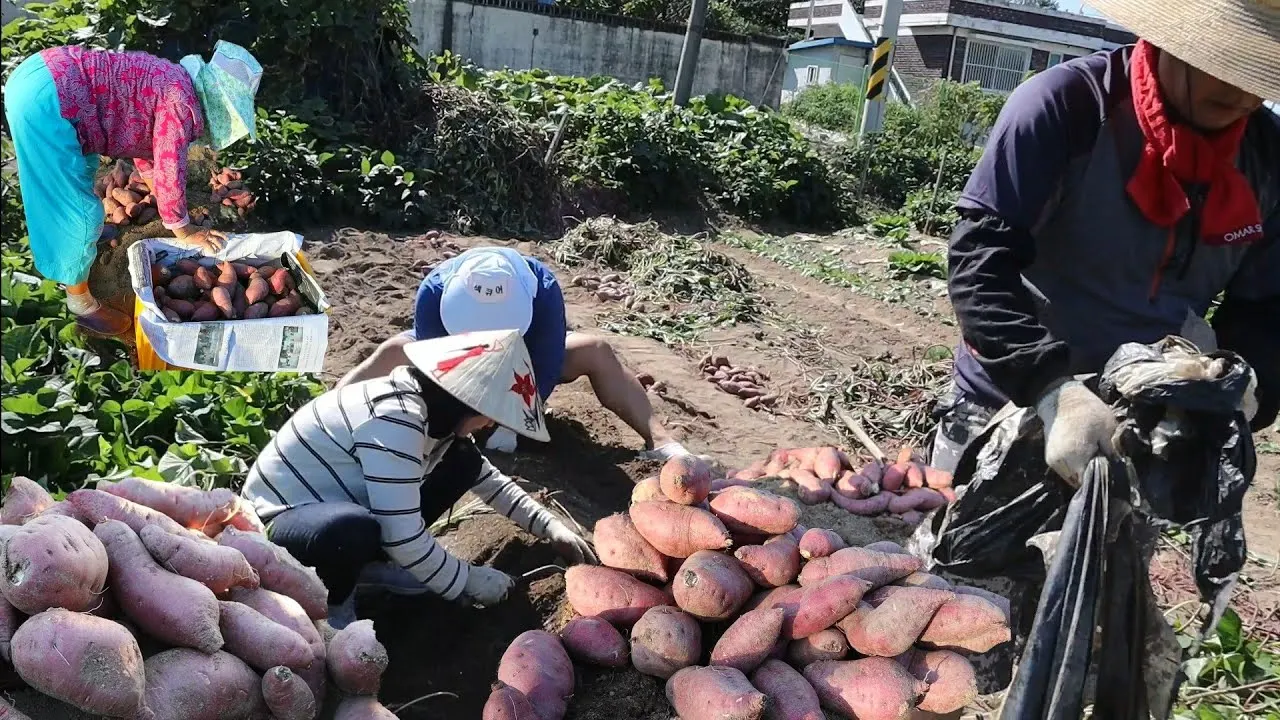 HOT SALE - DRIED PURPLE SWEET POTATO SUPER SWEET WITH HIGHT QUALITY FROM VIETNAM  ( Whatsapp: +84975262928, Helen)
