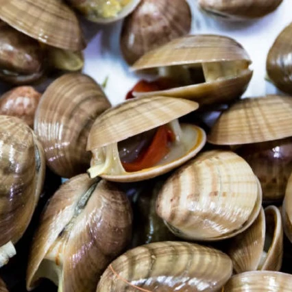 
live fresh and Razor clam 