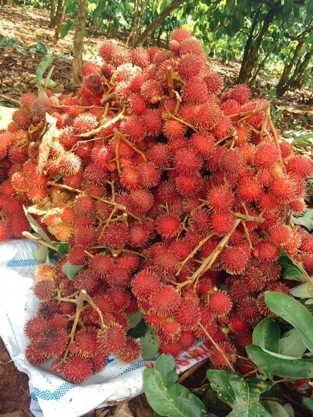 Wholesale Fresh Rambutan Rambutan Export 100% Fresh Tropical Fruit Best Price High Quality made in Vietnam
