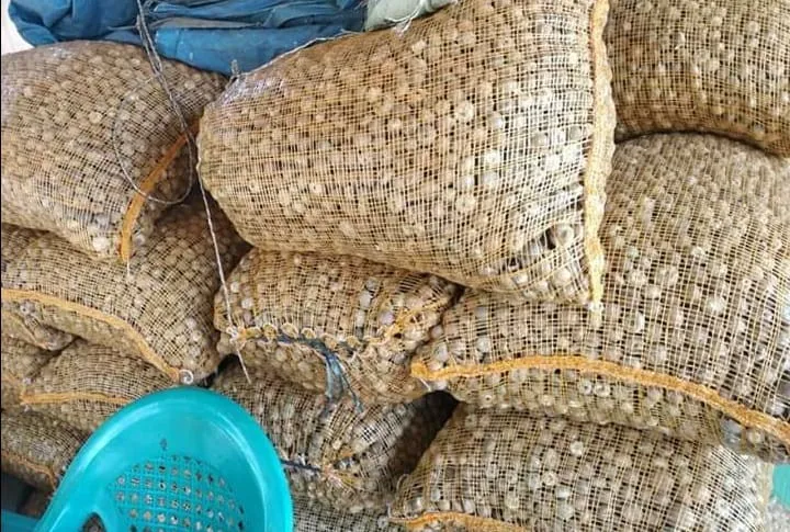 Высококачественные орехи цельной формы Areca catechu