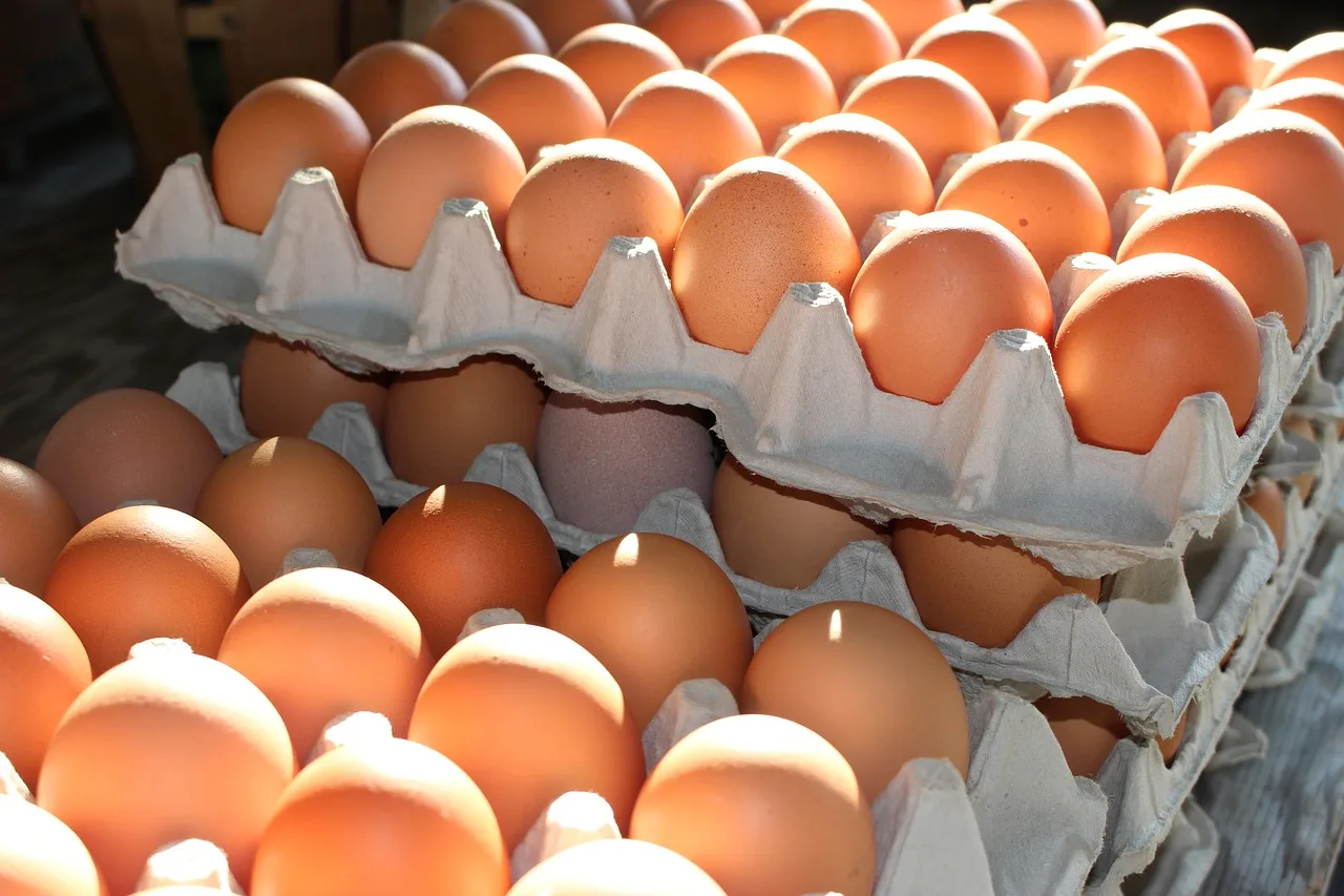 Farm Fresh Chicken Table Eggs Brown and White Shell Chicken Eggs