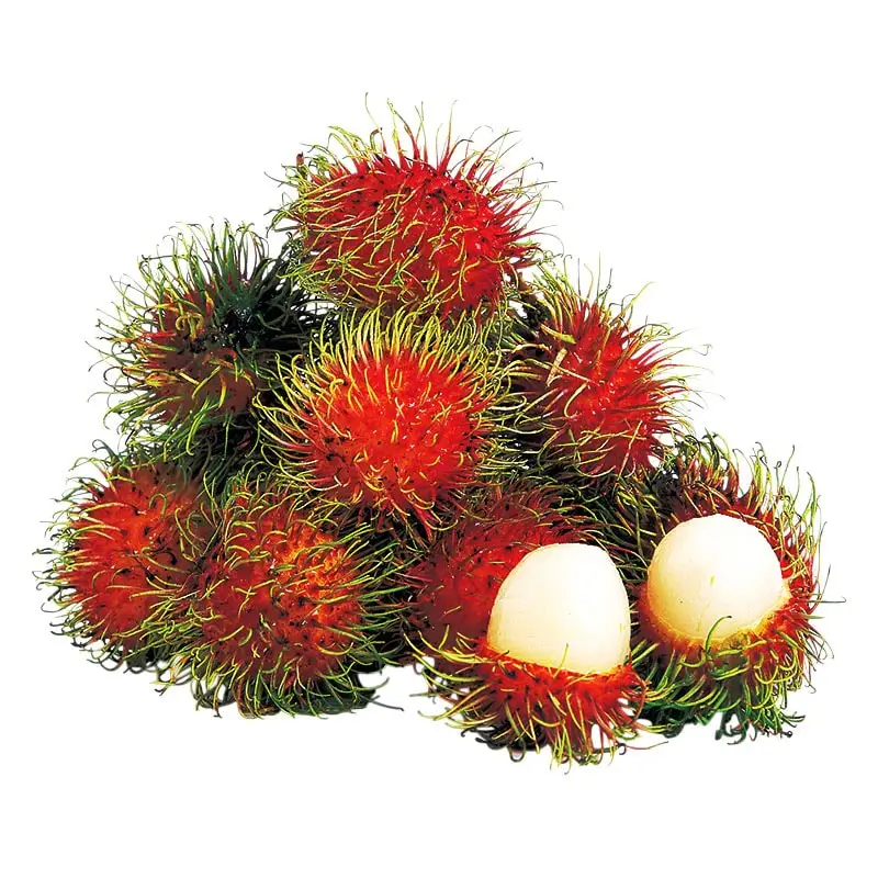 Best seller Fresh Rambutan Premium grade from Thailand by SP Organic International