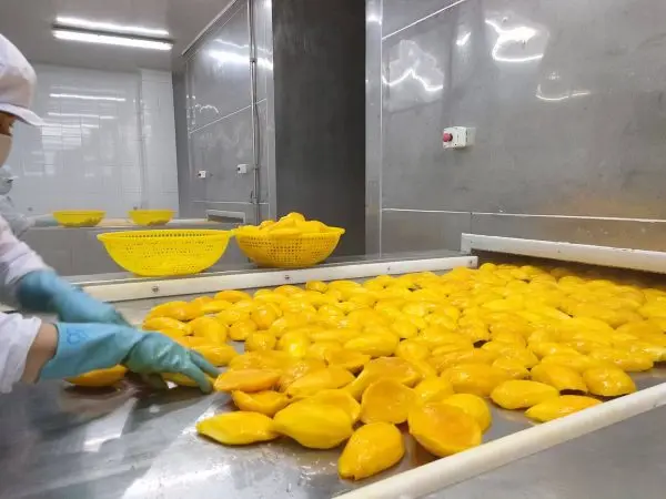 
Wholesale frozen Mango dices best quality / IQF frozen mango halves/chunk dice Vietnam hot sale 2020 