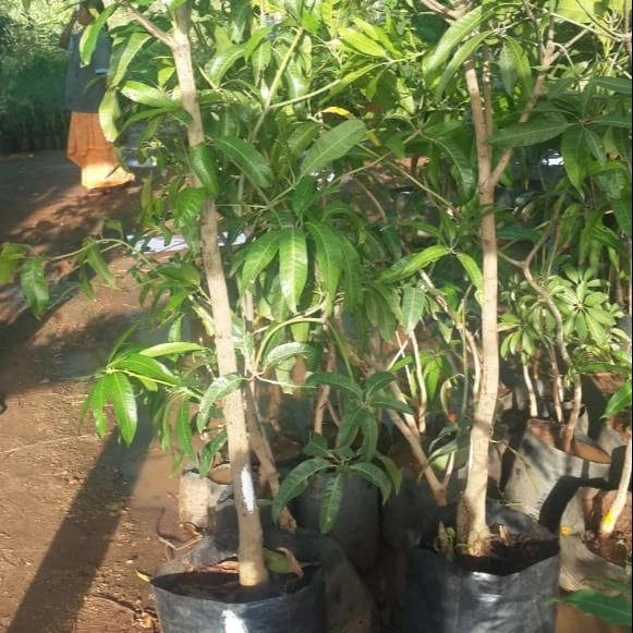 
Japanese Miyazaki Mango Plant 