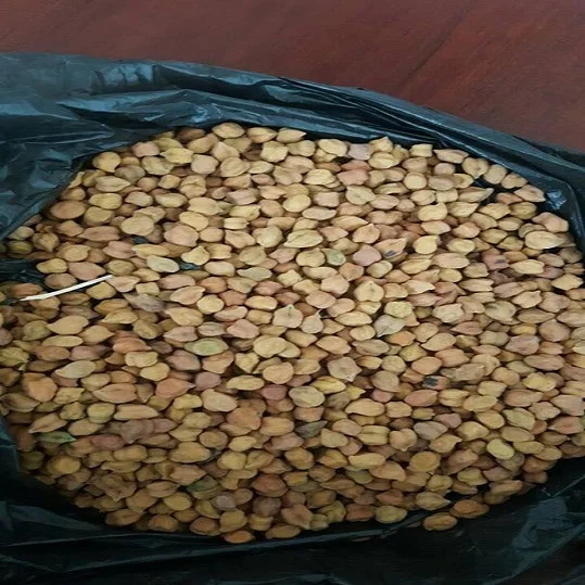 Top Quality Desi Chickpeas - Organic Chickpeas / Chickpeas Price
