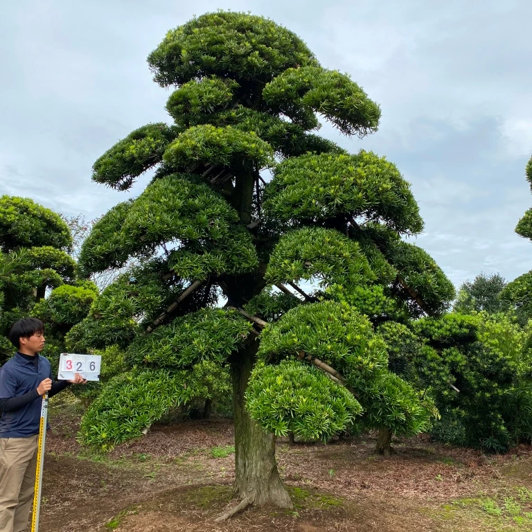 Big live bonsai tree