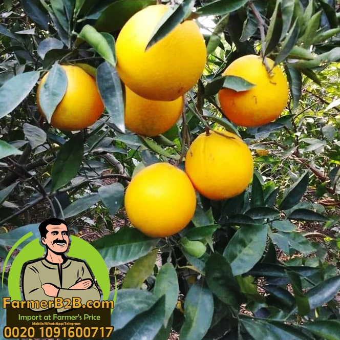 New Seson 2021/2022 Egyptian fresh Navel orange is now available , TOP quality , very COMPETITIVE price