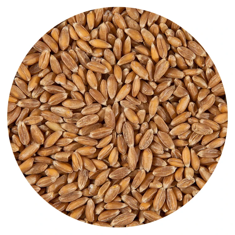Wholesale Non GMO Spelt Dehulled Conventional Spelt Wheat
