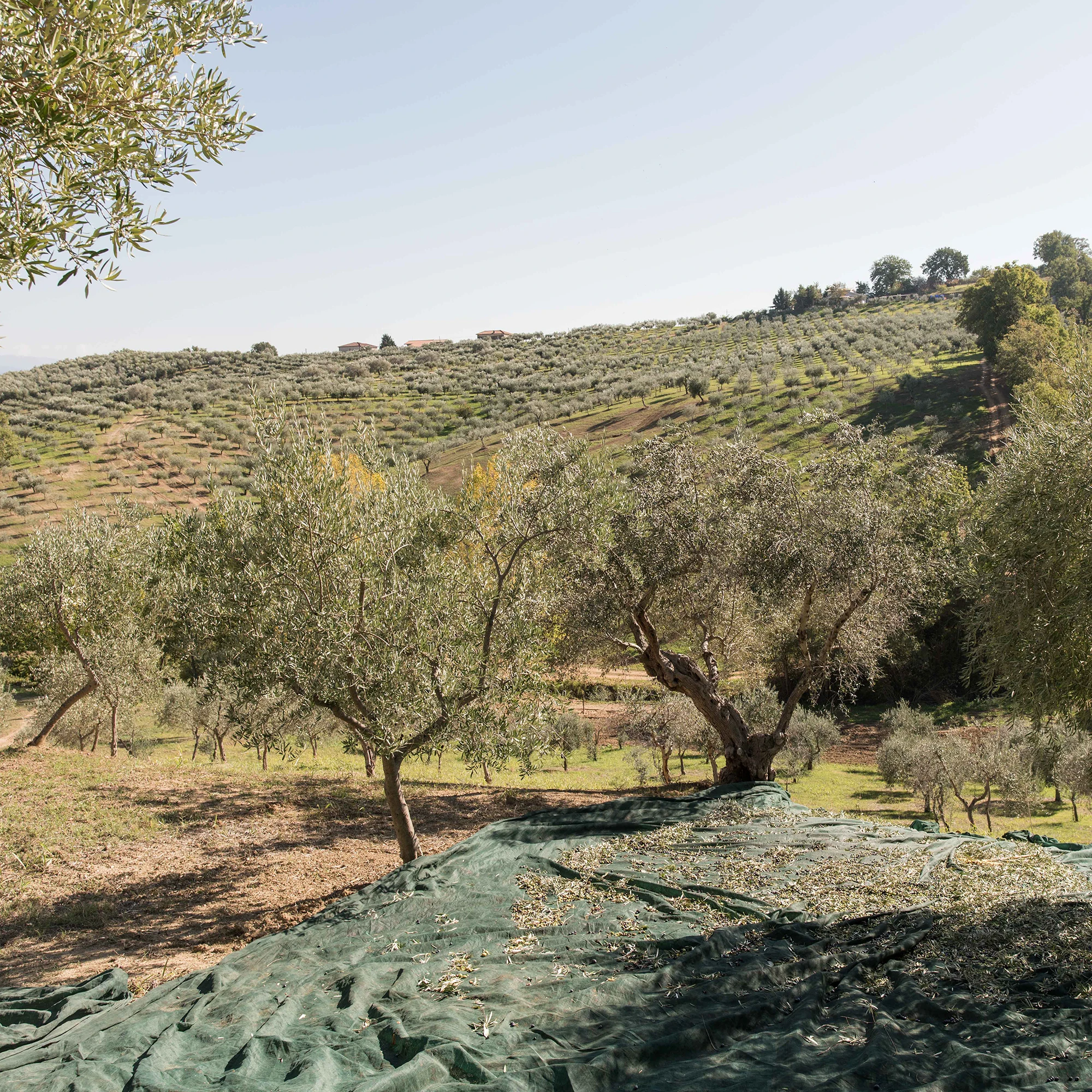 100% Italian Extra Virgin Olive Oil in 3L metal can ideal for use in the kitchen with a characteristic flavor