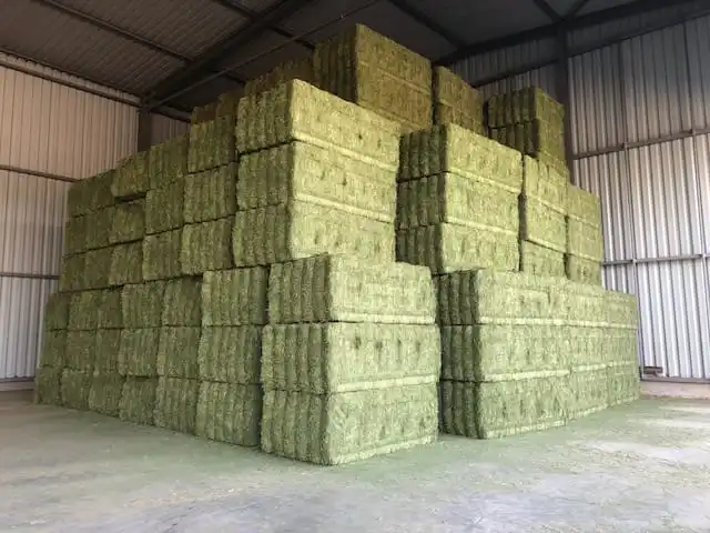 Alfalfa Hay Special Prices ONLY for Gulf Region and Arab Countries
