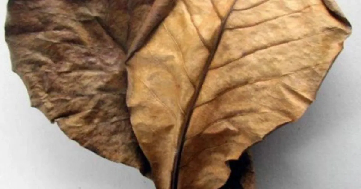 Catappa оставляет вьетнамские листья миндаля Бета рыба креветки природная среда обитания аквариум для рыб снижение PH убивает бактерии