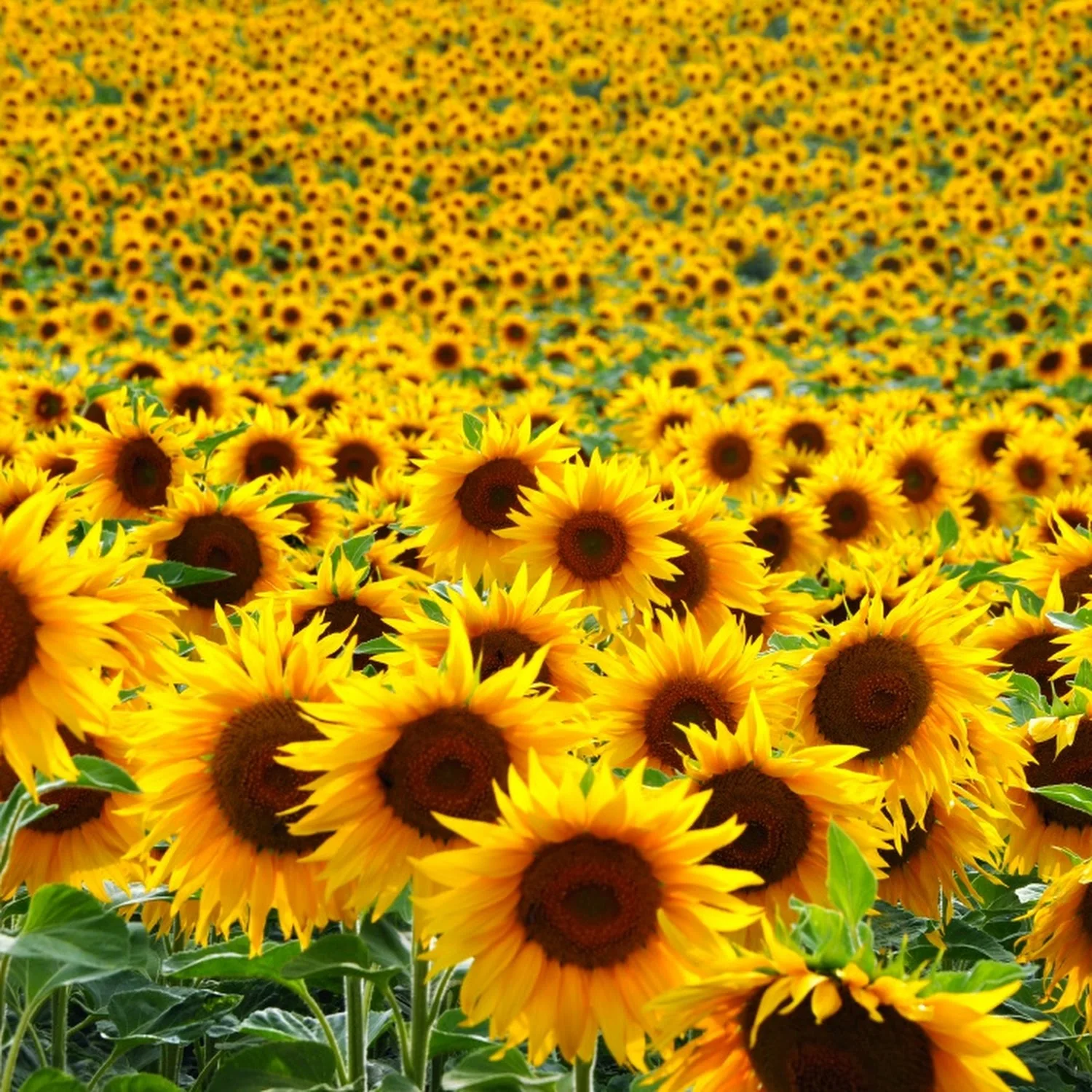Naturally Pure and Refined sunflower Oil / Refined Cooking Oil