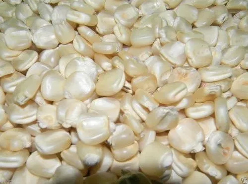 Top Quality White Corn(White Maize)