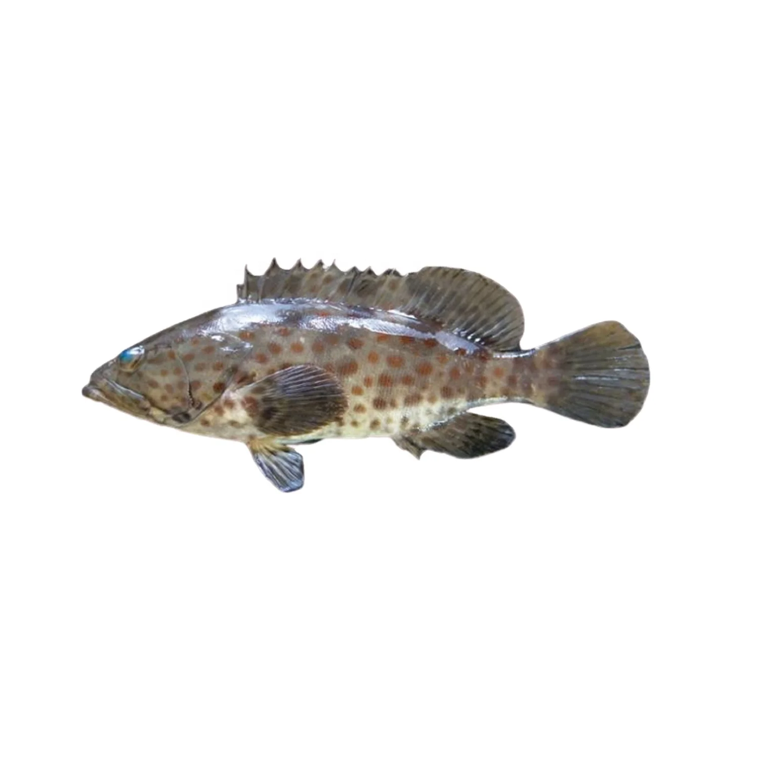 Brown Spot Grouper  Fish Fresh Premium Quality Bangladeshi Origin Hamour  Size 1-2KG 2-5KG 5-10KG per Piece